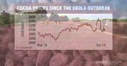 Ebola uderzy w przemysł czekoladowy?