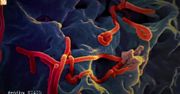 Wirus ebola [Enigma]