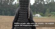 Gigantyczny aligator schwytany w USA
