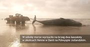 Morze wyrzuciło dwa kaszaloty w Danii