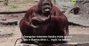 Precedens w Argentynie. Orangutan może opuścić zoo