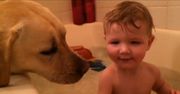 Troskliwy labrador pomaga w kąpieli niemowlaka