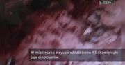 Odnaleziono 43 skamieniałe jaja dinozaurów. Mają 90 milionów lat