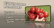 Pomidor, koncentrat czy przecier?