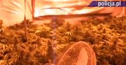 Plantacja narkotyków w domu jednorodzinnym