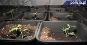 Pruszkowscy policjanci zlikwidowali plantacię konopi indyjskich