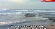 Ocean wyrzucił martwego humbaka