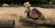 We wrocławskim zoo urodził się wielbłąd