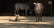 Zebra bezgrzywa urodziła się we Wrocławiu