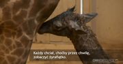 Żyrafa urodziła przed kamerą