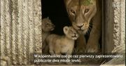 Młode lwy z zoo w Kopenhadze