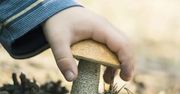 Zbieranie grzybów - zasada szczególnej ostrożności