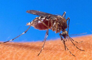 Lepiej komary odganiać, by uniknąć infekcji