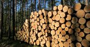 Lasy Państwowe kontra branża. "Znikające drewno"