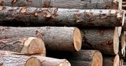 Na drewnie można zarobić. Ponad pół miliarda zysku Lasów Państwowych