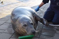 Dobra wiadomość z helskiego fokarium. Wszystkie foki będą mamami