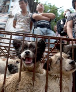 Koniec z jedzeniem psów w Chinach. Będą uważane za zwierzęta domowe