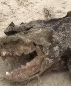 Potwór na plaży. Sprawę bada policja w Karolinie Południowej