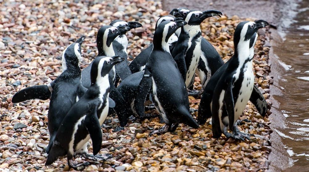 Pingwiny muszą opuścić wrocławskie zoo. Udają się na "przymusową emigrację”