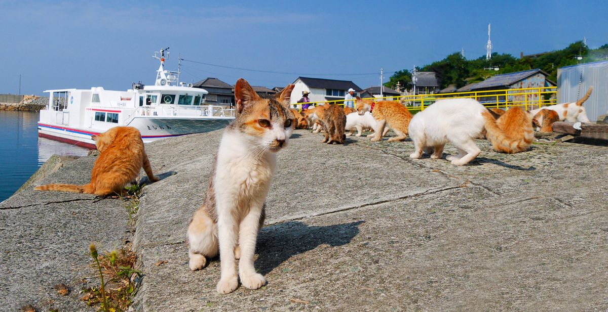 Aoshima. Japonia. Tajemnice kociej wyspy