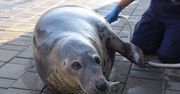 Dobra wiadomość z helskiego fokarium. Wszystkie foki będą mamami