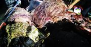 40 kg śmieci w brzuchu walenia. Przerażające znalezisko na Filipinach