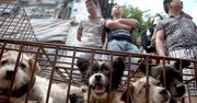 Koniec z jedzeniem psów w Chinach. Będą uważane za zwierzęta domowe