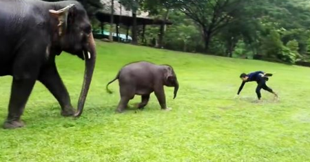 Słoniątko naśladuje człowieka. Wideo roztapia serca internautów
