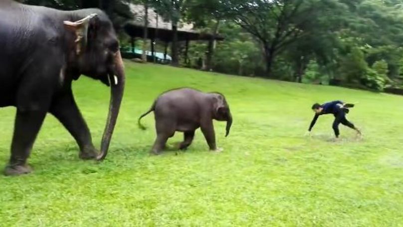 Słoniątko naśladuje człowieka. Wideo roztapia serca internautów