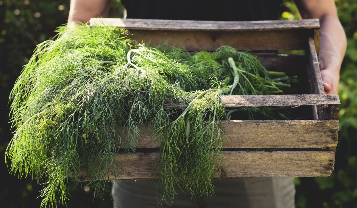 To najpopularniejsze polskie zioło. Jedz codziennie, a szybko zobaczysz efekty