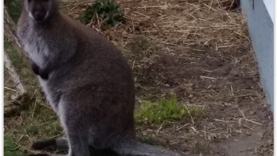 Poszukiwany szary kangur