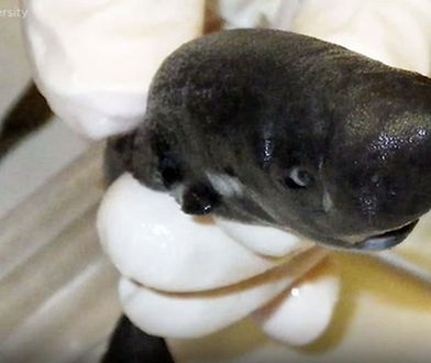Nowy gatunek rekina – jest mniejszy od dłoni i świeci w ciemności
