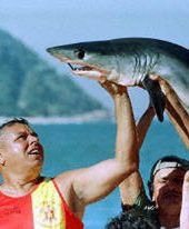 Rekin z plaży Gumari