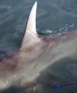 Rekin zaatakował 17-latkę. Umierała na oczach bliskich