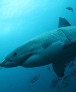 Australia: rekin zaatakował turystę