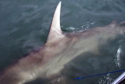 Rekin zaatakował 17-latkę. Umierała na oczach bliskich