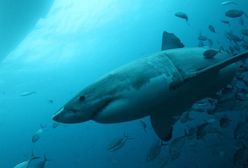 Australia: rekin zaatakował turystę