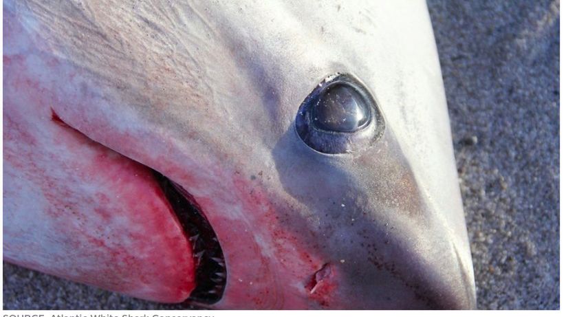 Oba rekiny zginęły prawdopodobnie w wyniku szoku termicznego