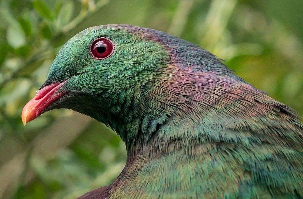 Kereru to ptak rdzennie zamieszkujący Nową Zelandię. Jest obecny w maoryskiej kulturze, w legendach i folklorze
