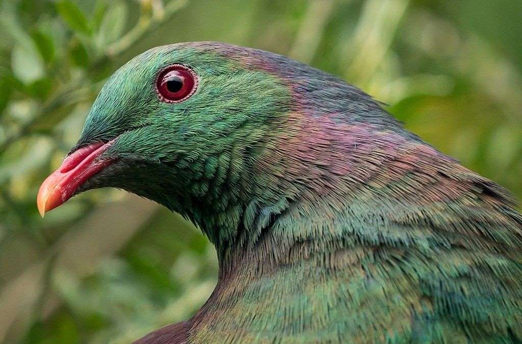 "Niezdarny, żarłoczny i olśniewający". Pijany gołąb ptakiem roku w Nowej Zelandii