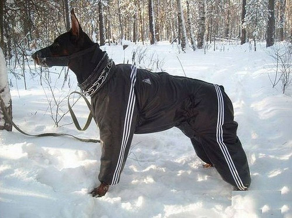 Doberman