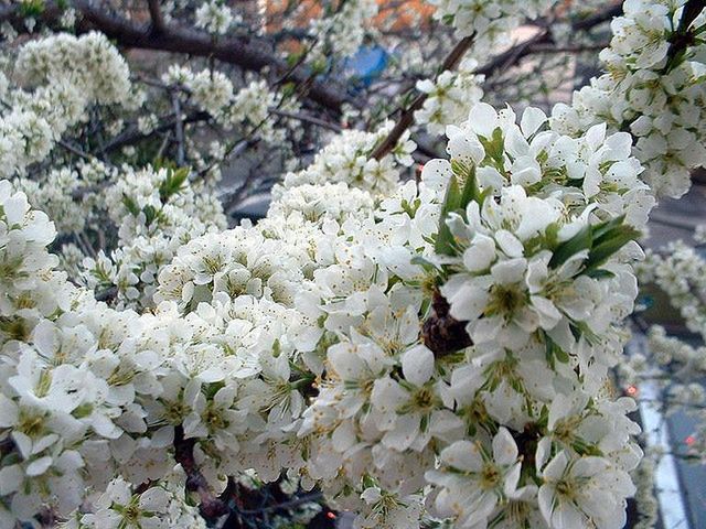 W środowisku miejskim powietrze jest bowiem bardziej zanieczyszczone