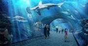 Największe w Europie. Oceanarium Nautilus Gdańsk otworzy się w 2022 roku