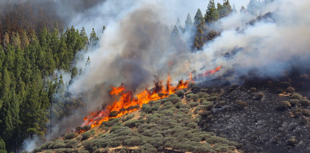 Gran Canaria. Ogromny pożar hiszpańskich lasów. Trwa walka z żywiołem