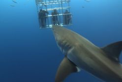 Nowy odcinek z cyklu "Nie uwierzysz - Atak wielkiej ryby". Zobacz zwiastun