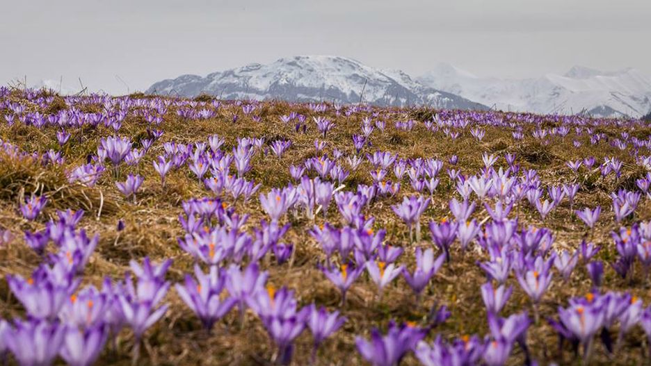Krokusy na Podhalu