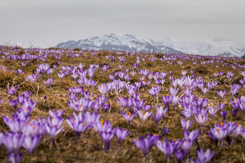 Krokusy na Podhalu