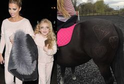 Katie Price wycina wzory na swoich koniach. Tym razem przesadziła?