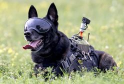 Rico łapie najgroźniejszych przestępców. Pierwszy pies antyterrorysta w Polsce