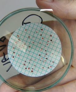 Biura pełne bakterii. Jest ich mnóstwo!